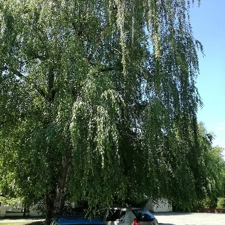 Stara Breza 1 * Palić